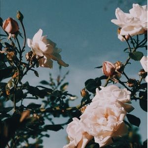 Meet your Posher, Melody